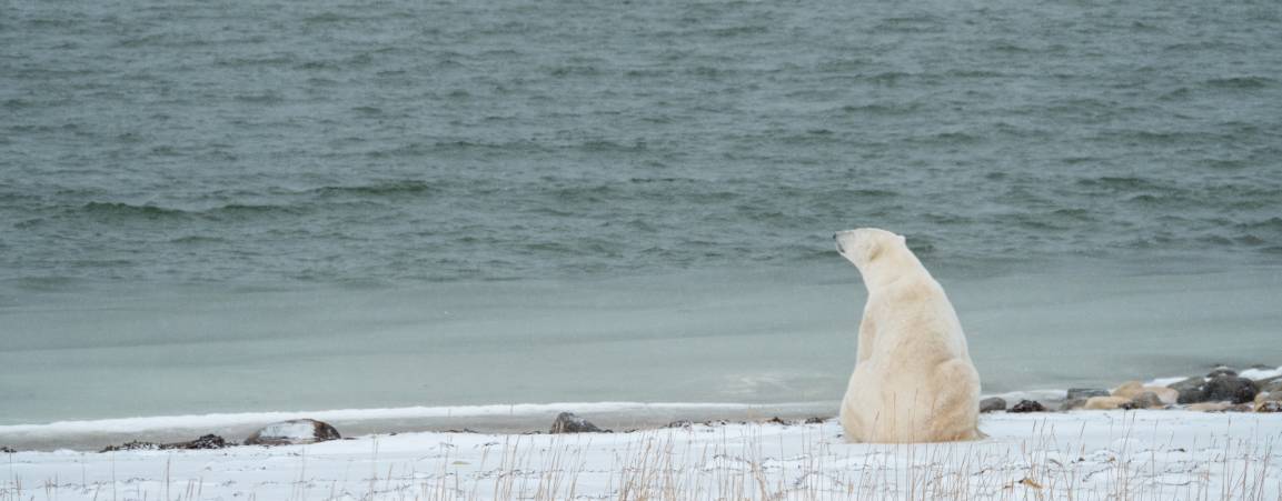 polar-bear-waiting-for-sea-ice-HERO-Kt-Miller-1066814.jpg