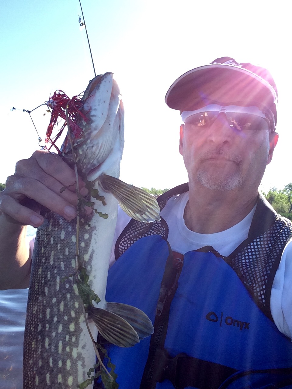 Chunky Rideau pike taken on a spinnerbait.
