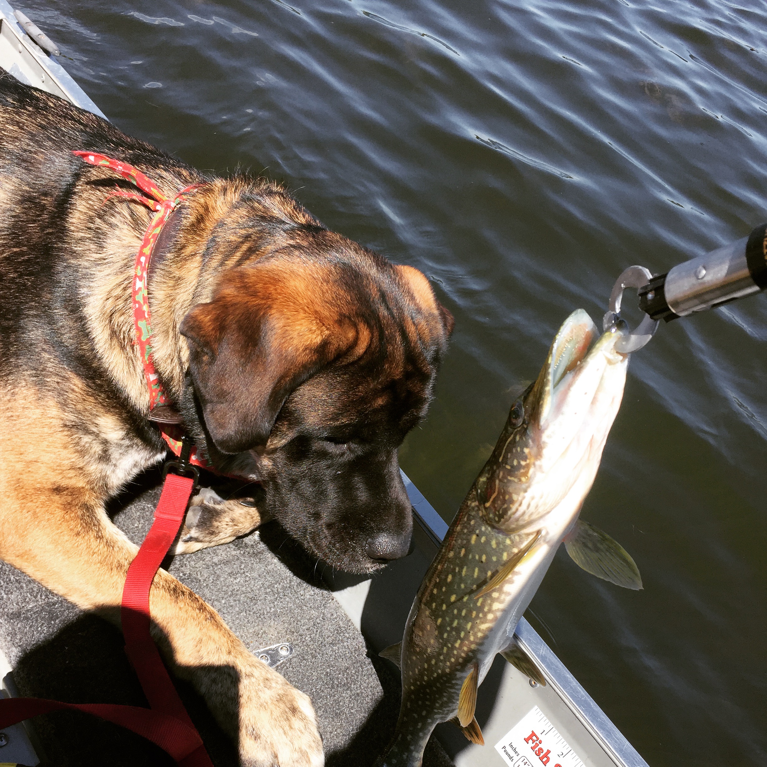 Farley meets a fish