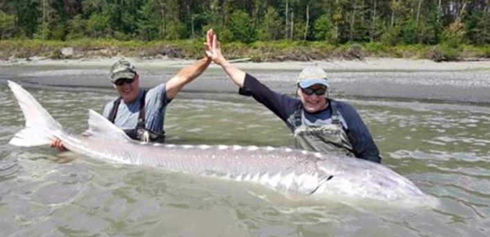 sturgeon_4.jpg