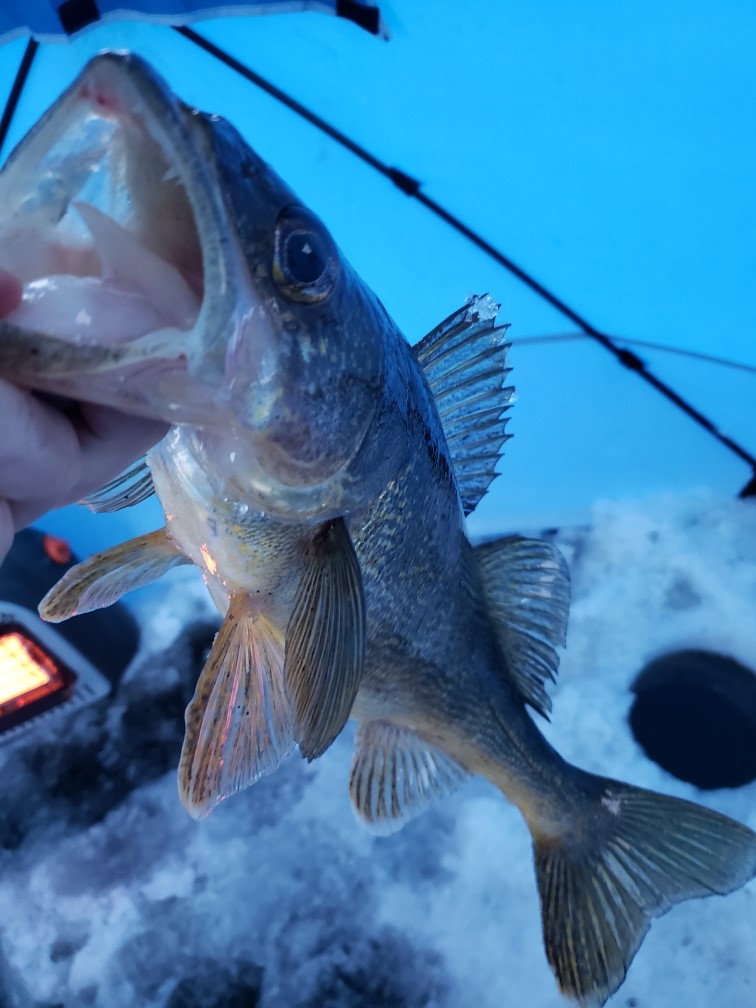 Resized_20210104_162109001 (2).jpeg