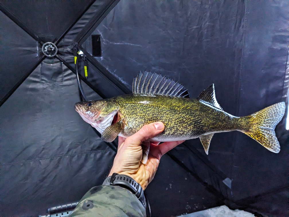 bay_of_quinte_walleye.jpg