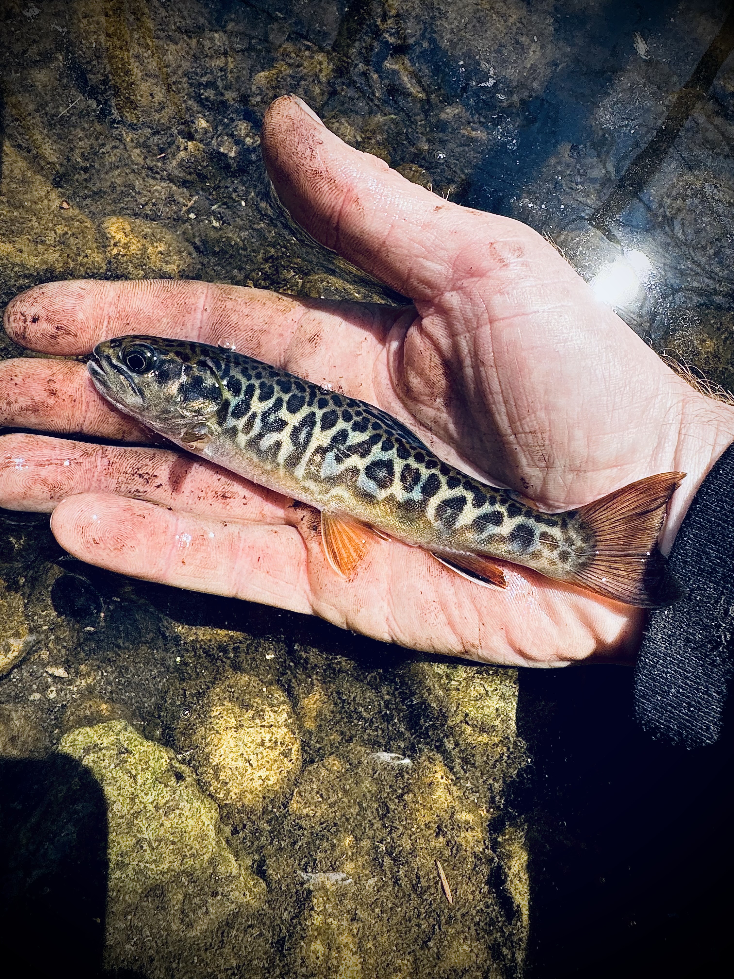 Southern Ontario Natural Stream Born Tiger Trout