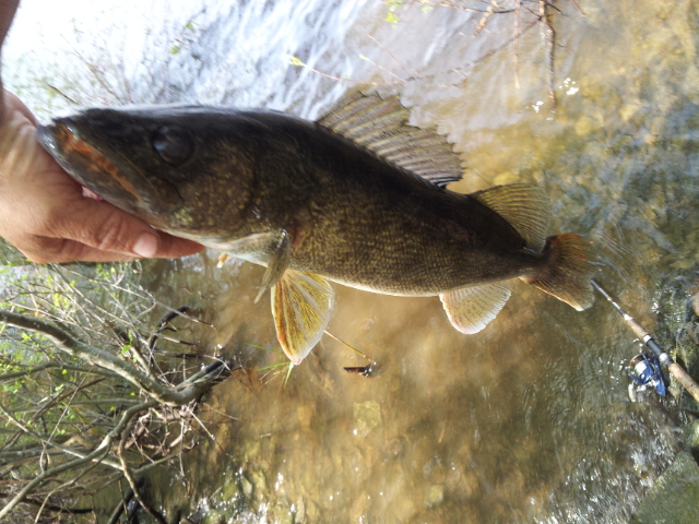 5-6lbs!